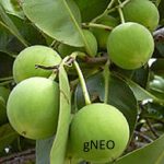 Tamanu Oil (Virgin) (Organic)