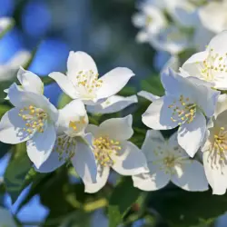 Jasmine Fragrance Oil