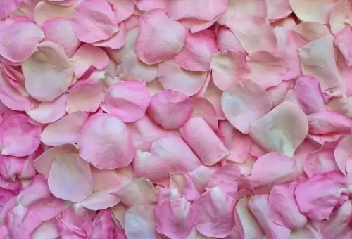 Rose Petals Fragrance Oil
