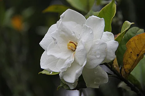 Gardenia Type Fragrance Oil