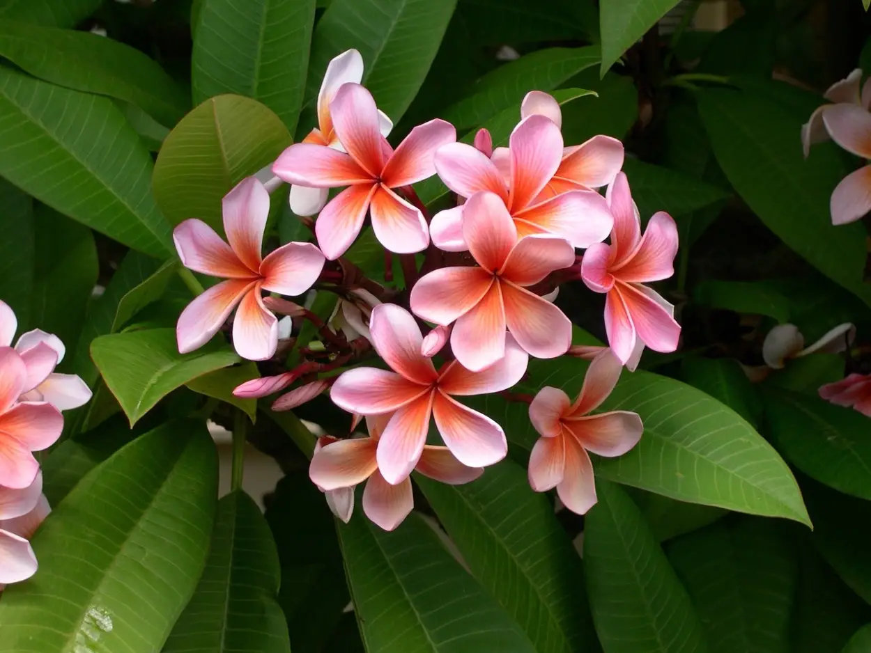 Plumeria Fragrance Oil
