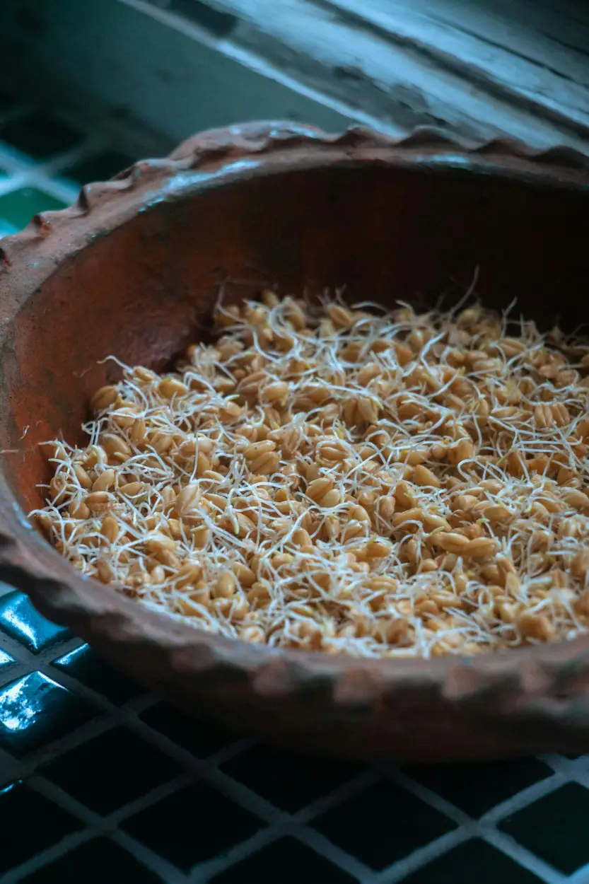 Wheat Germ Oil (Refined)