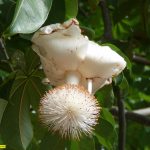 Baobab Oil (Virgin) (Organic)