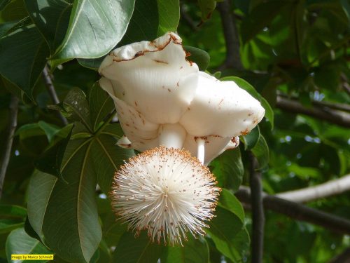 Baobab Oil Virgin Organic