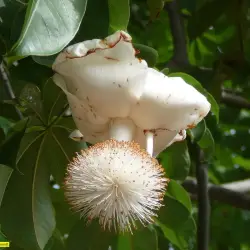 Baobab Oil Virgin Organic