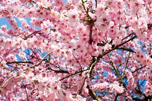 Japanese Cherry Blossom Fragrance Oil