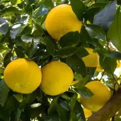 Grapefruit white essential oil
