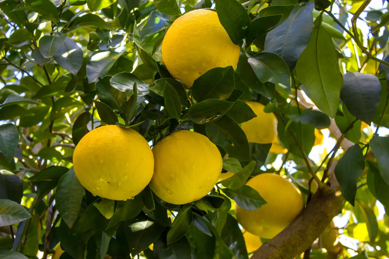 Grapefruit white essential oil