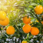 Orange Bitter Essential Oil