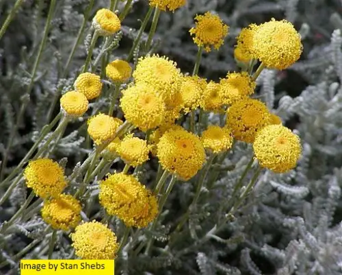 Santolin Essential Oil