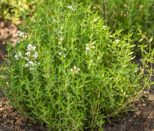 Thyme White Essential Oil