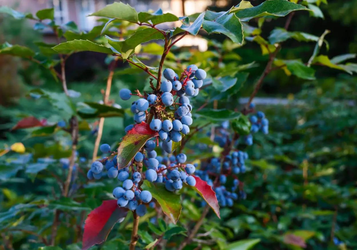 Juniper berry Essential Oil