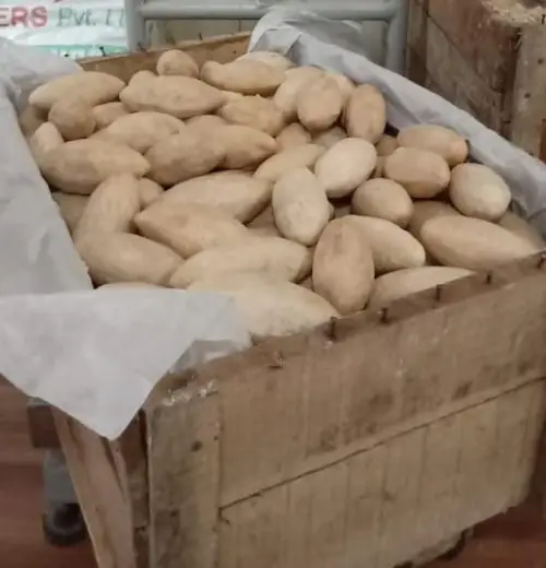 Kokum Butter refined