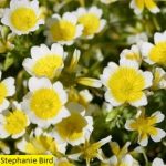 Meadowfoam Seed Oil (Refined)