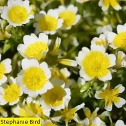Meadowfoam Seed Oil