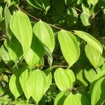 Cinnamon Leaf Essential Oil (Sri Lanka)