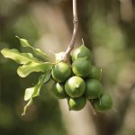 Macadamia Nut Oil (Virgin) (Organic)