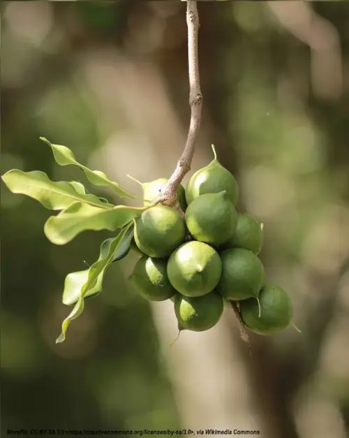 Macadamia Nut Oil