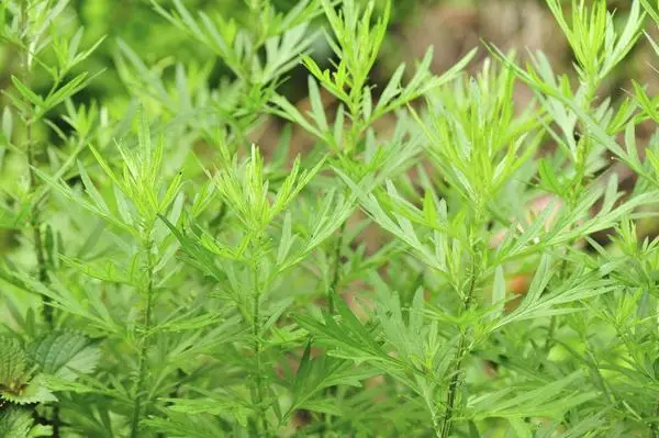 Organic Armoise Essential Oil