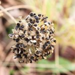 Onion Seed oil Conventional