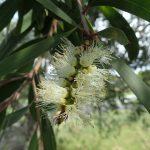 Niaouli Essential Oil