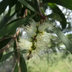 Naiouli Essential Oil